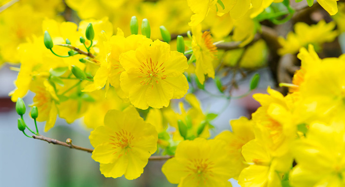 Top 50 hình ảnh cây mai vàng đẹp nhất ý nghĩa nhất